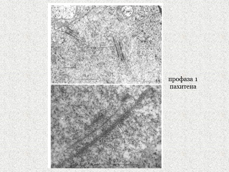 профаза 1 пахитена